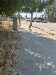 Found/Stray Male Dog last seen Victory and Woodley running through the Metro Orange Line, Los Angeles, CA 91406