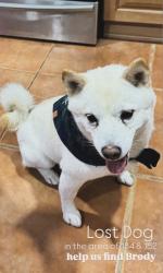 Lost Male Dog last seen eureka, Miami, FL 33187