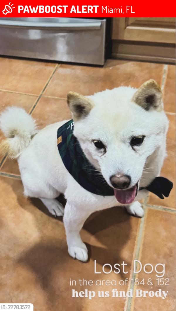 Lost Male Dog last seen eureka, Miami, FL 33187