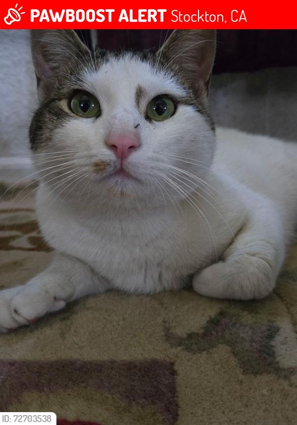 Lost Male Cat last seen Harrisburg , Stockton, CA 95207