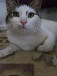 Lost Male Cat last seen Harrisburg , Stockton, CA 95207