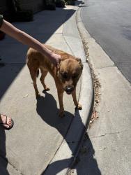 Found/Stray Male Dog last seen Solana, Irvine, CA 92602