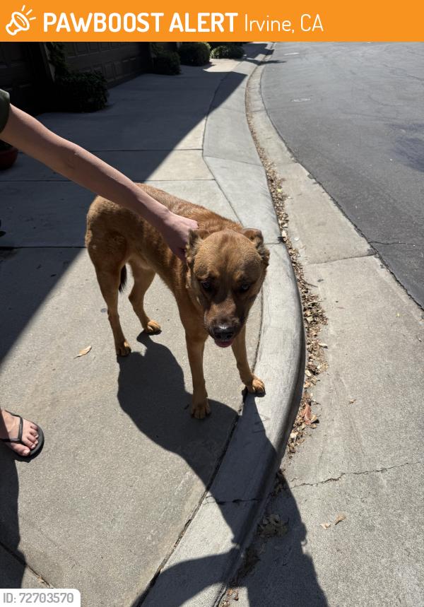 Found/Stray Male Dog last seen Solana, Irvine, CA 92602