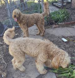Found/Stray Unknown Dog last seen E 13th St N & N Main St, Wichita KS , Wichita, KS 67203