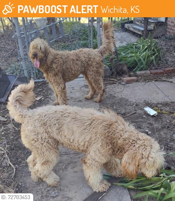 Found/Stray Unknown Dog last seen E 13th St N & N Main St, Wichita KS , Wichita, KS 67203