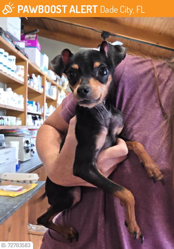 Found/Stray Female Dog last seen Blanton rd, Dade City, FL 33523