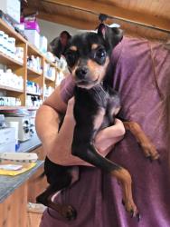 Found/Stray Female Dog last seen Blanton rd, Dade City, FL 33523