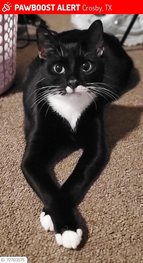 Lost Female Cat last seen Crosby TX, Synova Lennar, Crosby, TX 77532