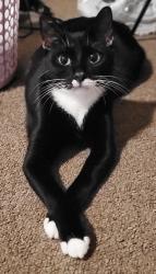 Lost Female Cat last seen Crosby TX, Synova Lennar, Crosby, TX 77532