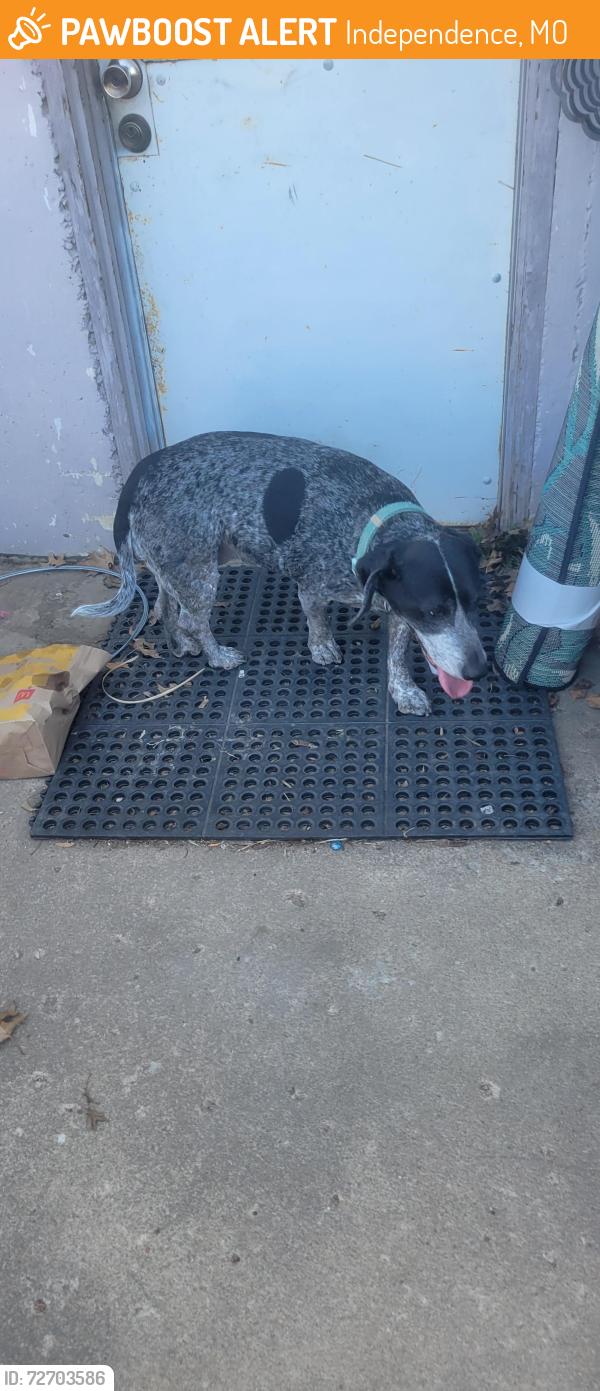 Found/Stray Female Dog last seen Near street and north hines rd, Independence, MO 64058