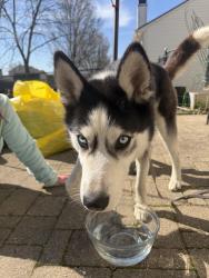 Found/Stray Female Dog last seen Shadeland and 30th street, Indianapolis, IN 46218