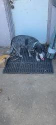 Found/Stray Female Dog last seen Near street and north hines rd, Independence, MO 64058