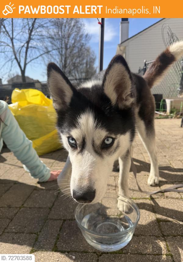 Found/Stray Female Dog last seen Shadeland and 30th street, Indianapolis, IN 46218