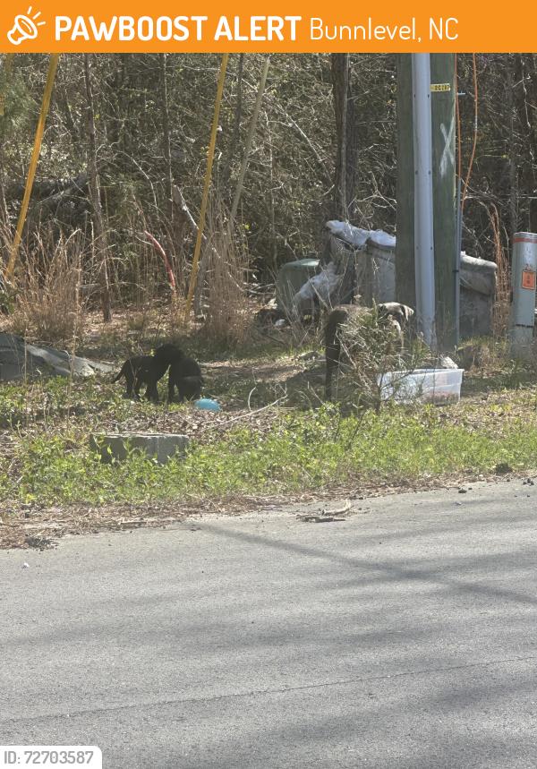Found/Stray Unknown Dog last seen Industrial drive , Bunnlevel, NC 28323