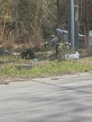 Found/Stray Unknown Dog last seen Industrial drive , Bunnlevel, NC 28323