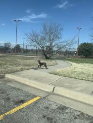 Found/Stray Unknown Dog last seen Boston park, Wichita, KS 67207