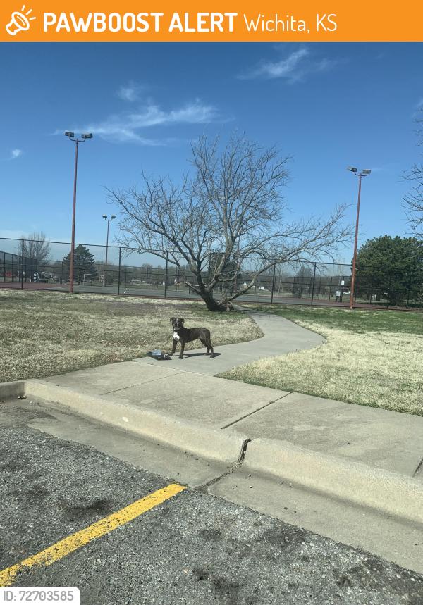Found/Stray Unknown Dog last seen Boston park, Wichita, KS 67207