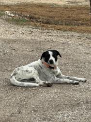 Lost Male Dog last seen By BS Brewing on Old Lehmann Rd, Seguin, TX 78155
