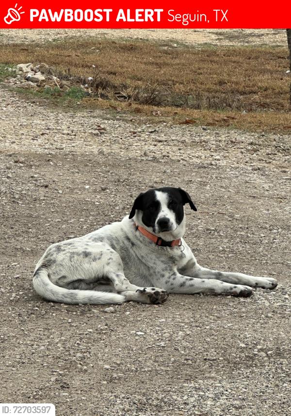 Lost Male Dog last seen By BS Brewing on Old Lehmann Rd, Seguin, TX 78155