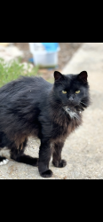 Lost Male Cat last seen Potters Creek and Causeway, Canyon Lake, TX 78133