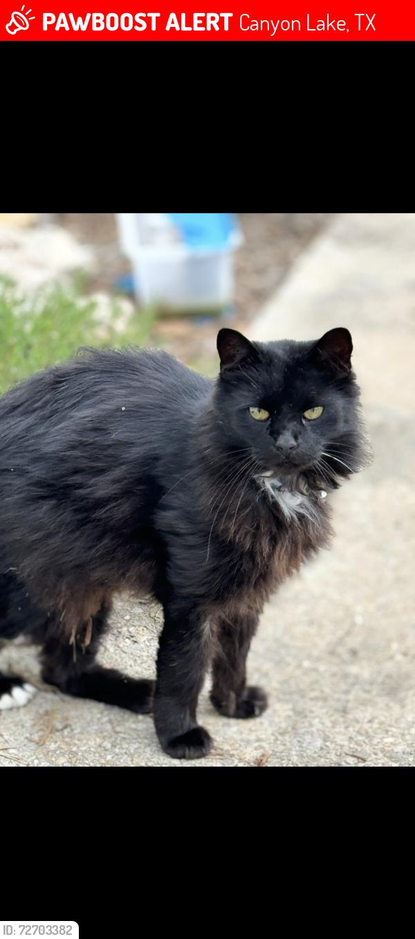 Lost Male Cat last seen Potters Creek and Causeway, Canyon Lake, TX 78133