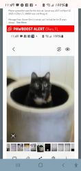 Lost Female Cat last seen Near and Moog rd., Holiday, FL 34690