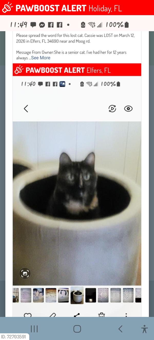 Lost Female Cat last seen Near and Moog rd., Holiday, FL 34690