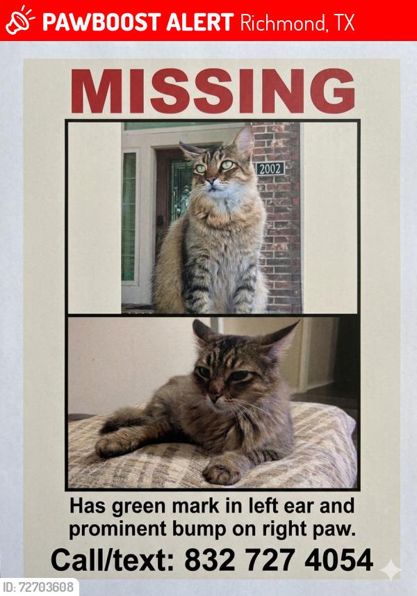 Lost Male Cat last seen Richmond parkway and Wildwood Park rd, Richmond, TX 77469