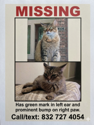 Lost Male Cat last seen Richmond parkway and Wildwood Park rd, Richmond, TX 77469