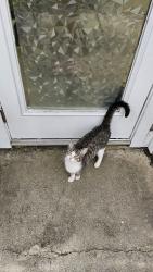 Found/Stray Female Cat last seen Cliff Path, San Antonio, TX 78250