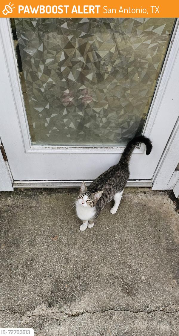 Found/Stray Female Cat last seen Cliff Path, San Antonio, TX 78250