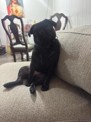 Lost Female Dog last seen Near Harriet st Arlington Texas , Arlington, TX 76010
