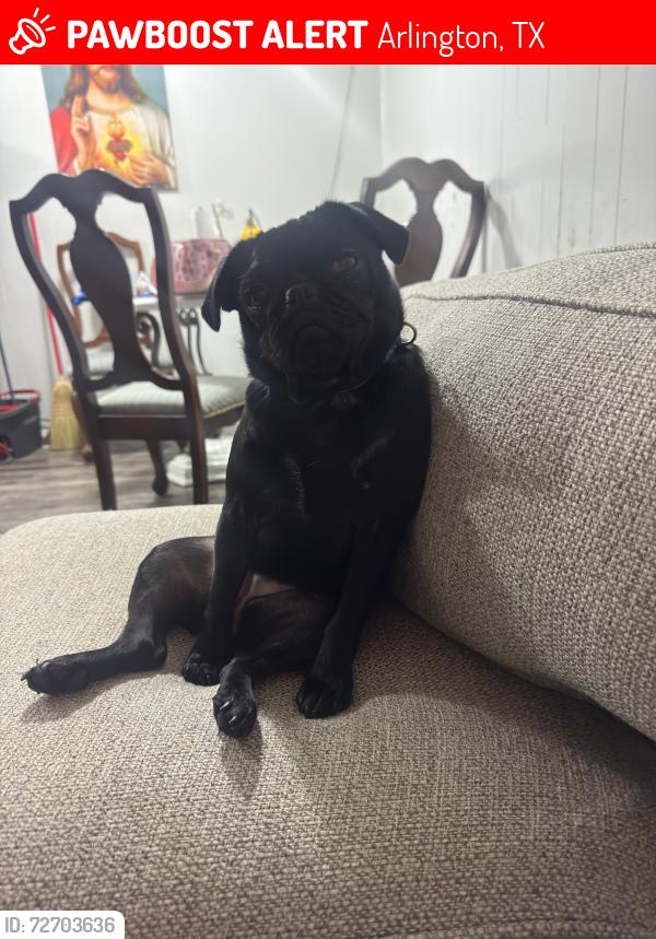 Lost Female Dog last seen Near Harriet st Arlington Texas , Arlington, TX 76010