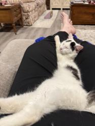 Lost Female Cat last seen None, Dunbar, WV 25064