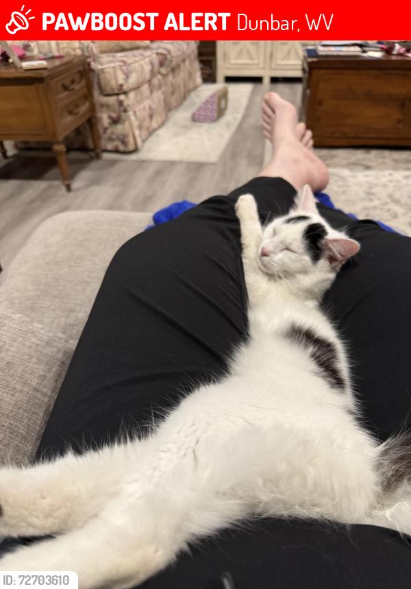 Lost Female Cat last seen None, Dunbar, WV 25064
