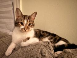 Lost Male Cat last seen Edwards Rd Baptist Church, Greenville, SC 29615