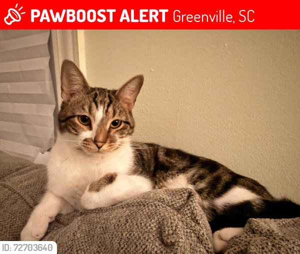 Lost Male Cat last seen Edwards Rd Baptist Church, Greenville, SC 29615
