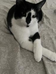 Lost Male Cat last seen Near N Centennial AVE Indianapolis, IN 46222 United States, Indianapolis, IN 46222