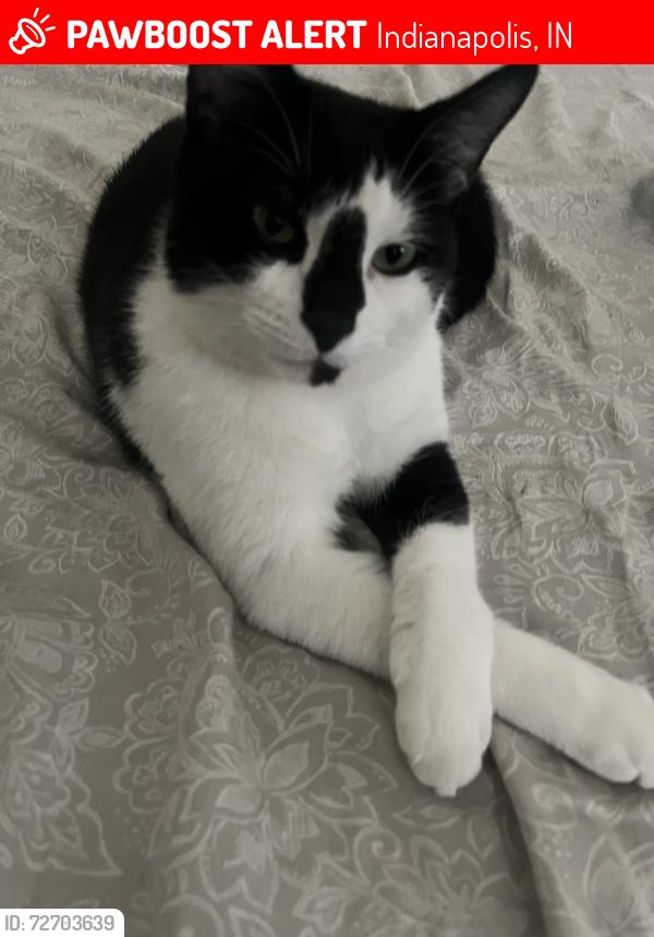 Lost Male Cat last seen Near N Centennial AVE Indianapolis, IN 46222 United States, Indianapolis, IN 46222