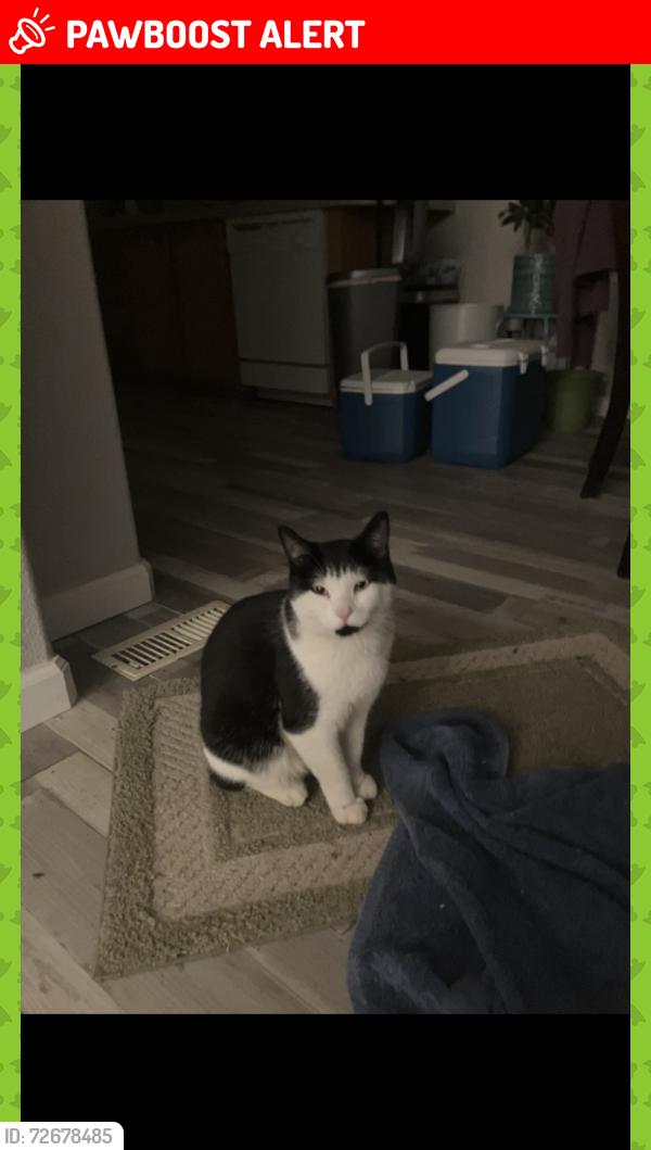 Lost Male Cat last seen 3/4 of a mile from Lake Francis Dam, Dobbins, CA 95935