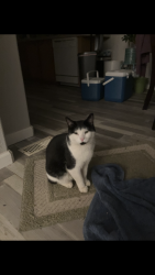 Lost Male Cat last seen 3/4 of a mile from Lake Francis Dam, Dobbins, CA 95935
