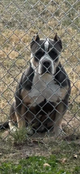 Lost Female Dog last seen Moss and University, West Odessa, TX 79764