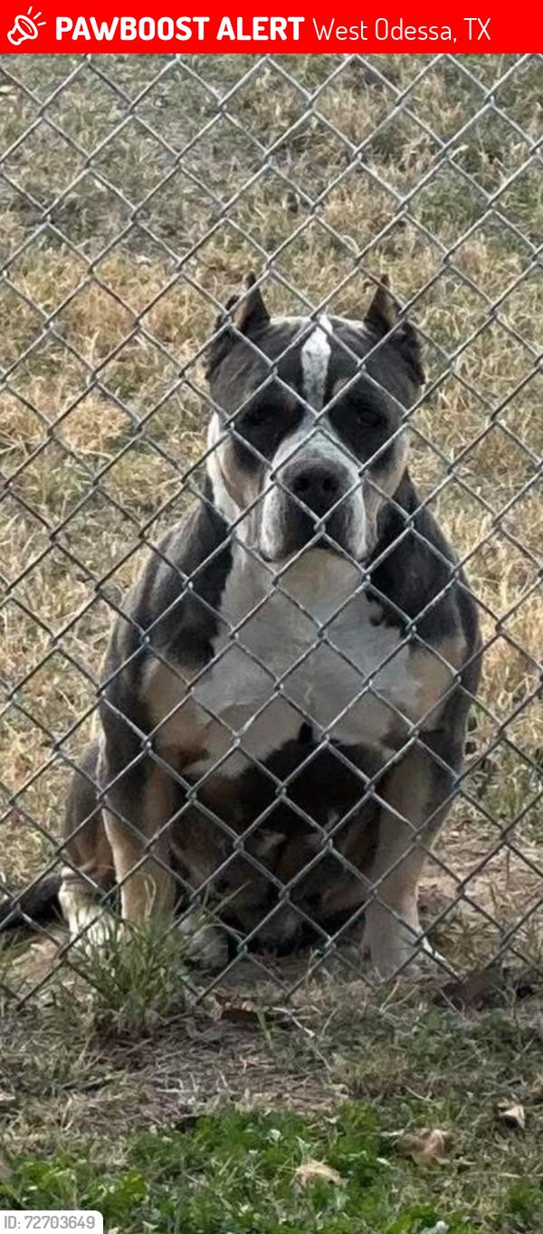 Lost Female Dog last seen Moss and University, West Odessa, TX 79764