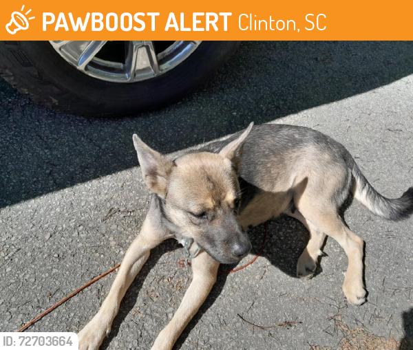 Found/Stray Female Dog last seen Whitmire Hwy, Clinton, SC 29325