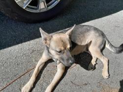 Found/Stray Female Dog last seen Whitmire Hwy, Clinton, SC 29325