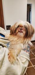 Found/Stray Female Dog last seen Valley Brook Rd, Birmingham, AL 35206
