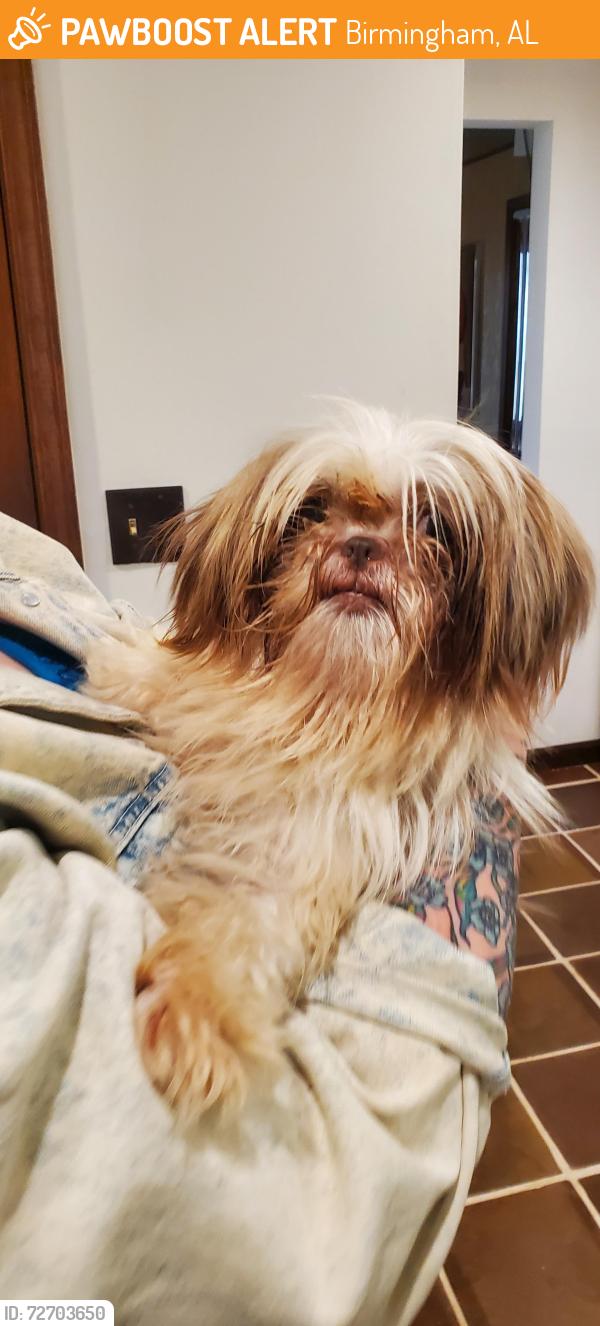 Found/Stray Female Dog last seen Valley Brook Rd, Birmingham, AL 35206