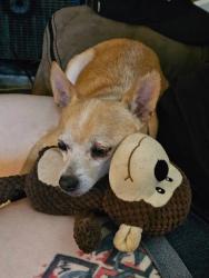 Lost Male Dog last seen Down by the bridge on panda rd, Diamond, MO 64840