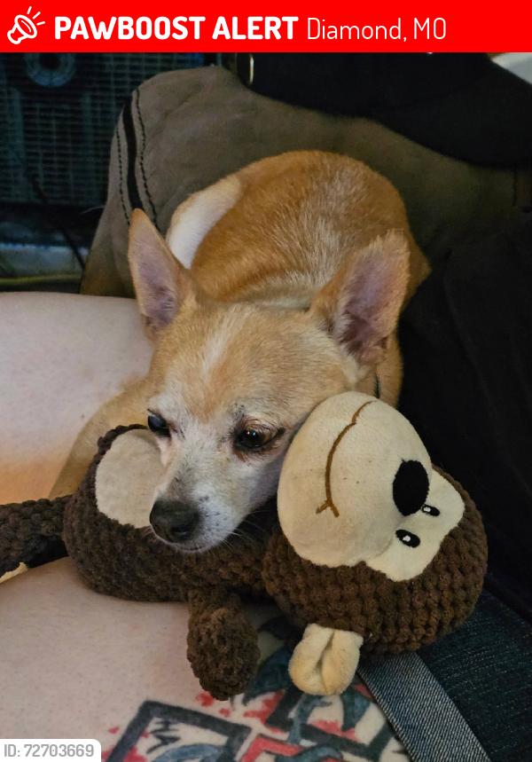 Lost Male Dog last seen Down by the bridge on panda rd, Diamond, MO 64840