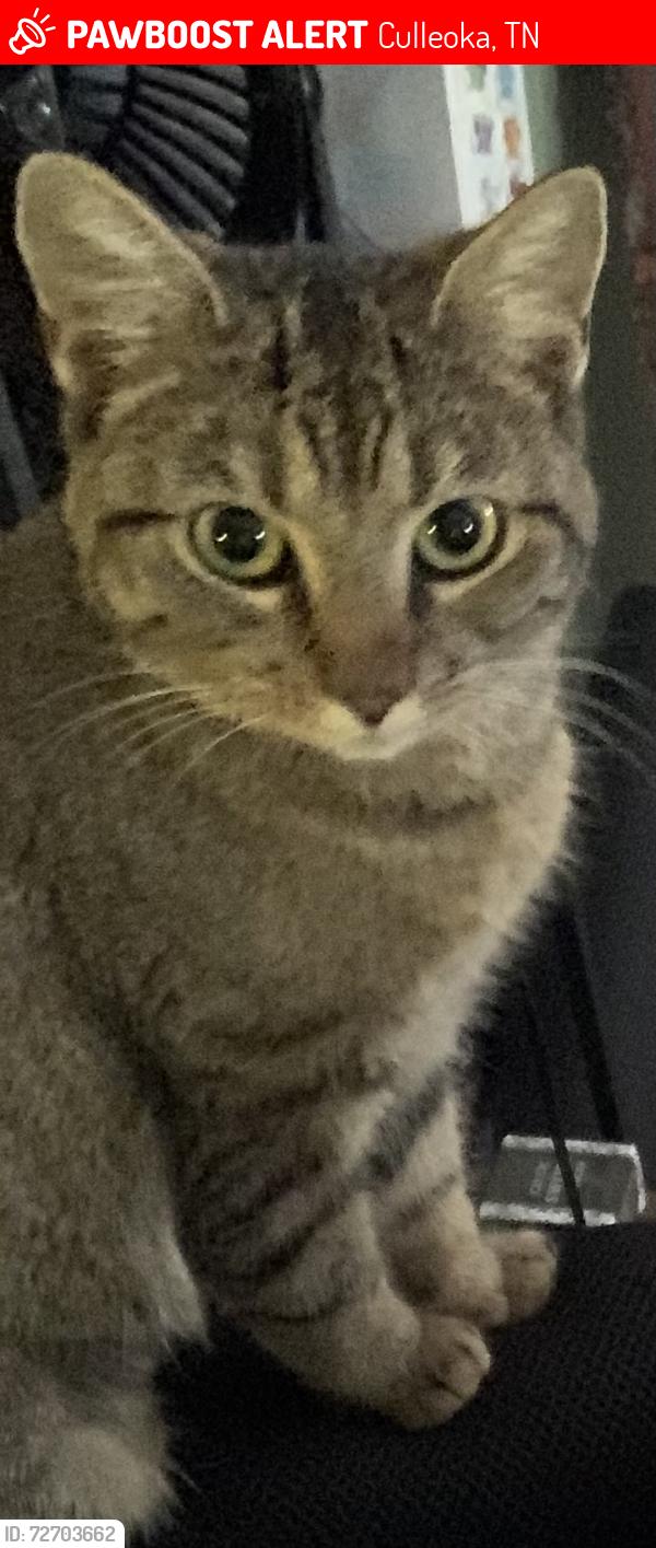 Lost Female Cat last seen Brody Dr., Culleoka, TN 38451